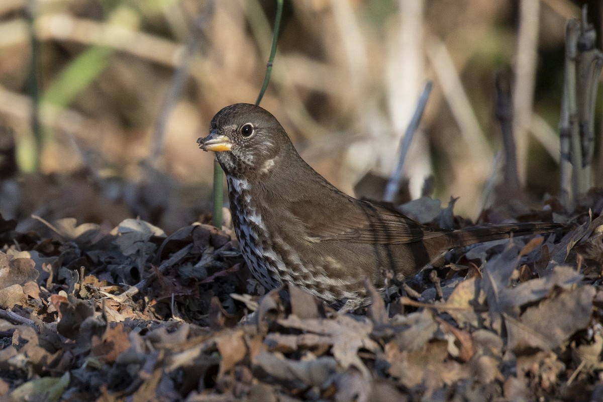 Fox Sparrow - Leia Hewitt