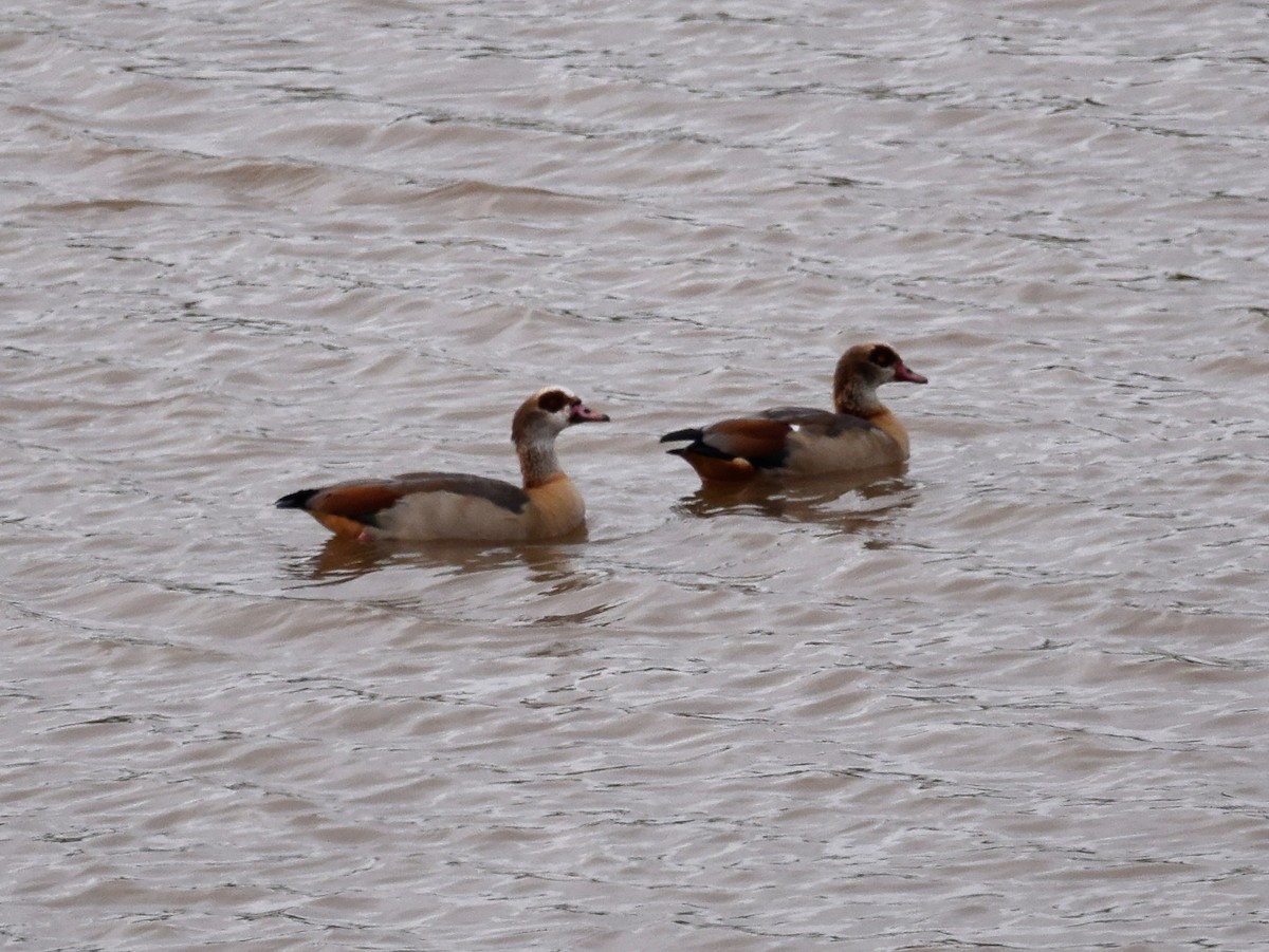 Egyptian Goose - A Emmerson