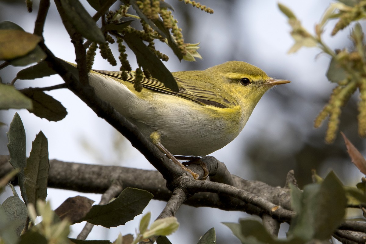 Wood Warbler - Miquel Bonet