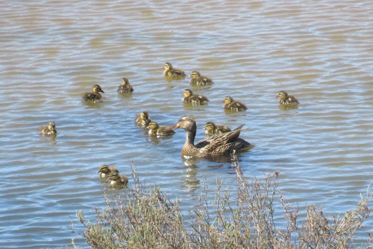 Mallard - Charlotte Morris