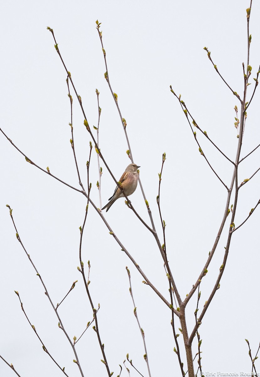 Eurasian Linnet - ML272947381