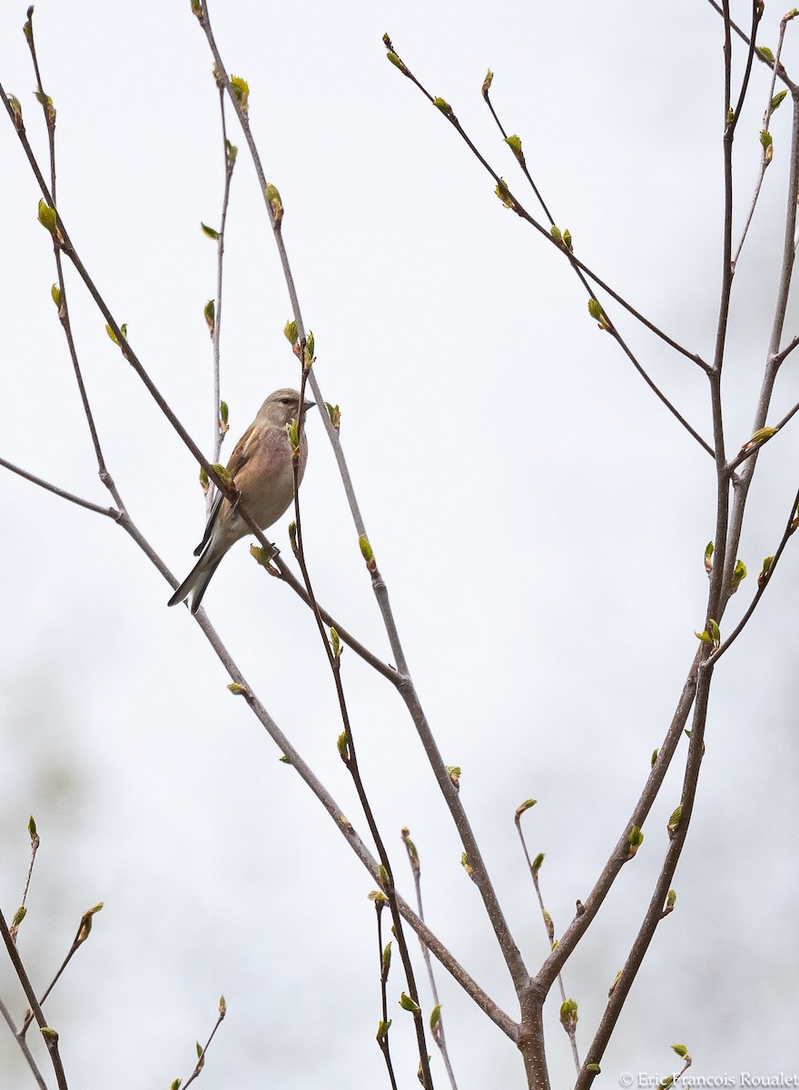 Eurasian Linnet - ML272947391