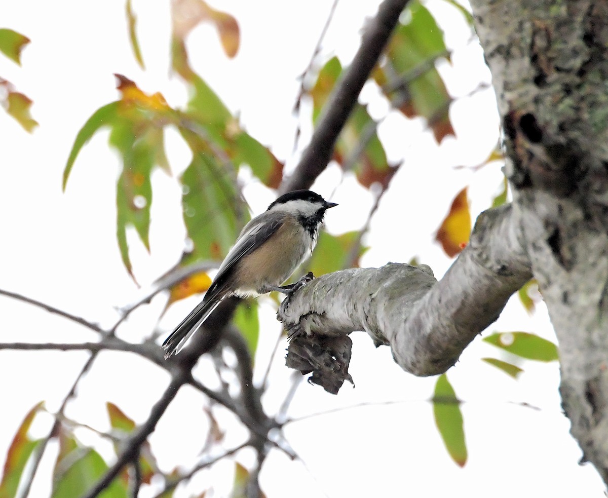 Black-capped Chickadee - ML272950071