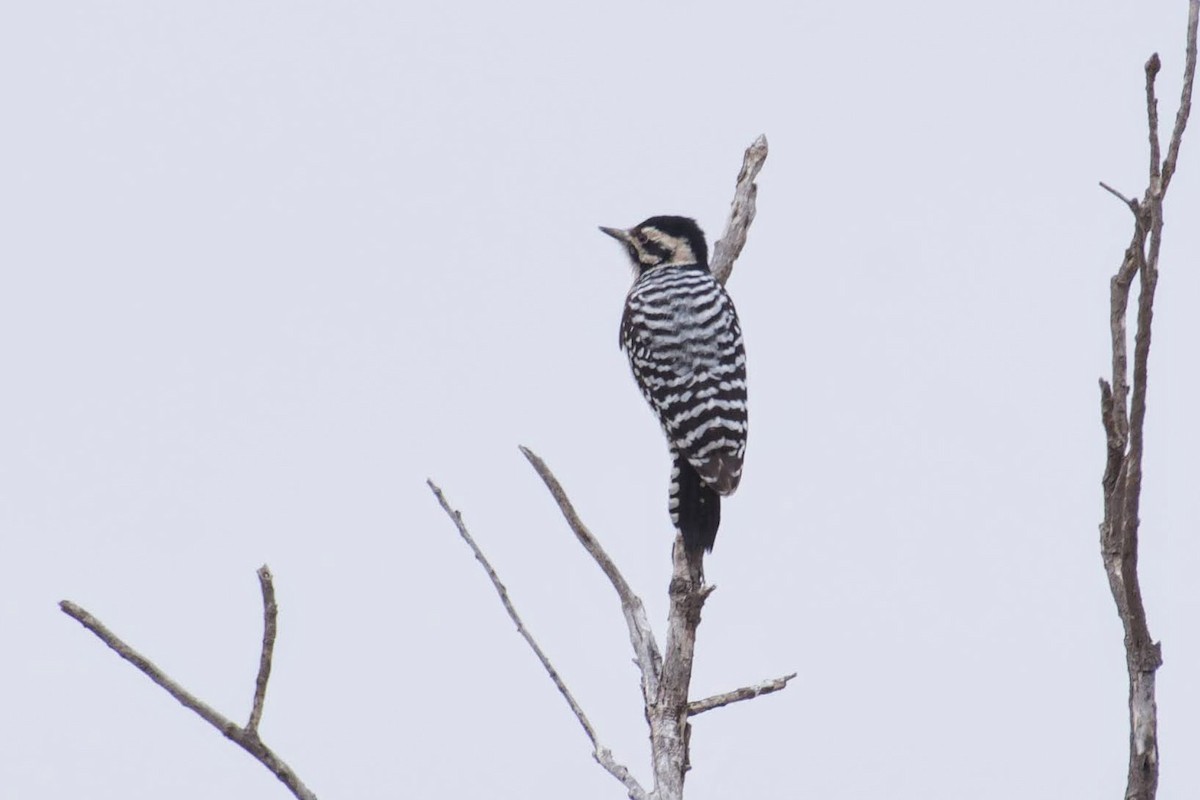 Ladder-backed Woodpecker - ML272952161