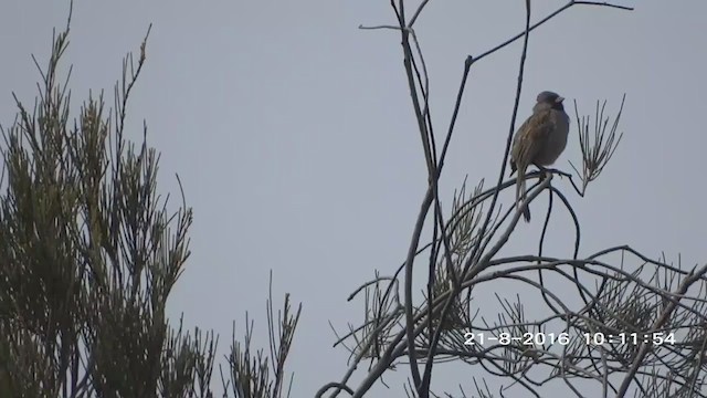 Black-chinned Sparrow - ML272954941