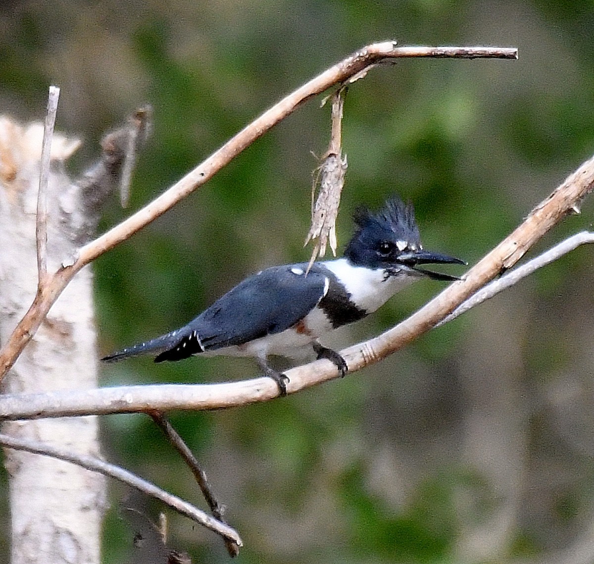 Belted Kingfisher - ML272955981