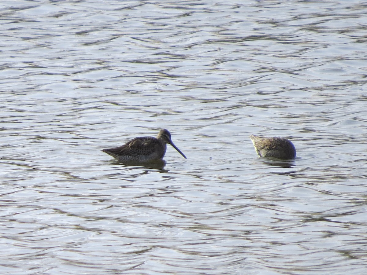 Long-billed Dowitcher - ML272956631