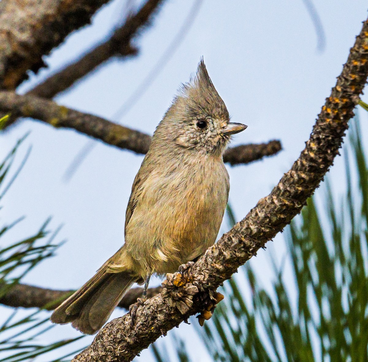 Juniper Titmouse - ML272956991