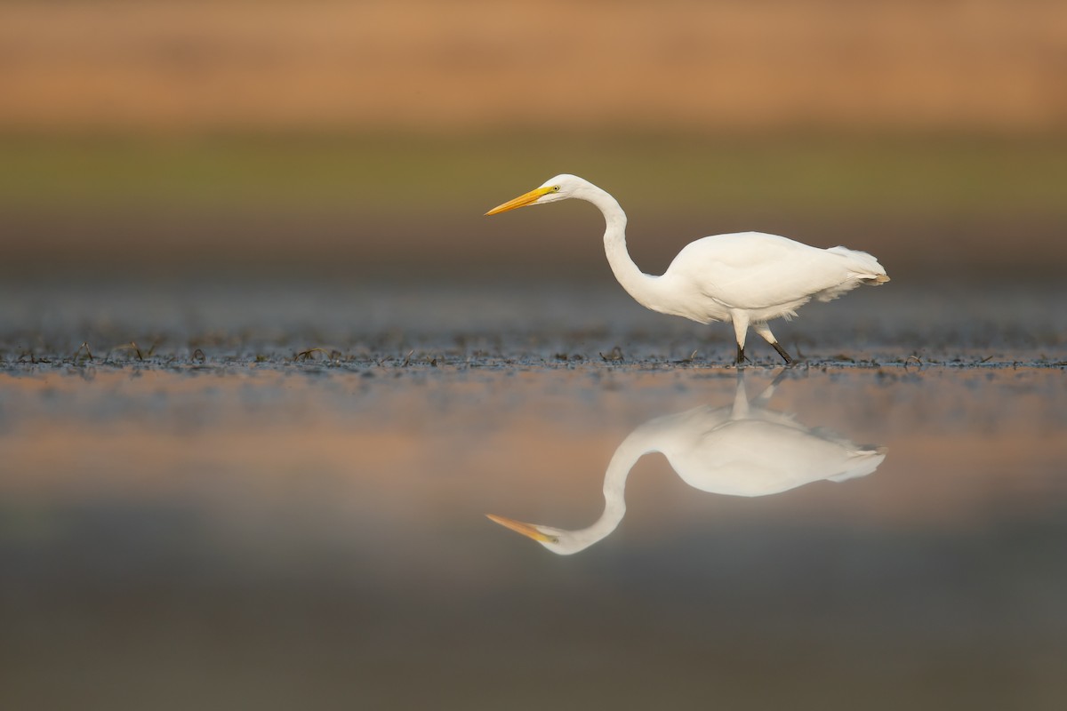 Great Egret - ML272958541