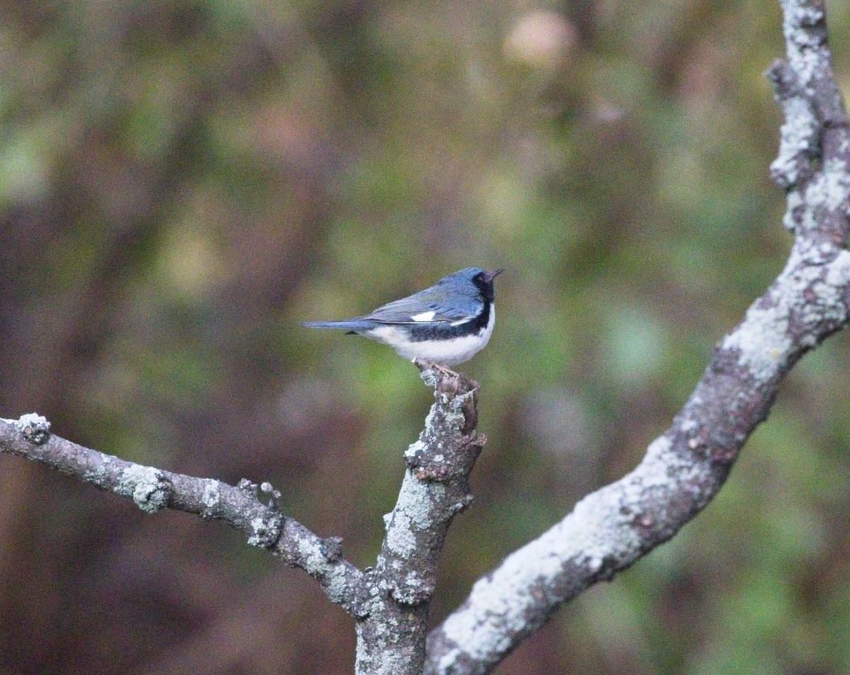 Black-throated Blue Warbler - ML272959351