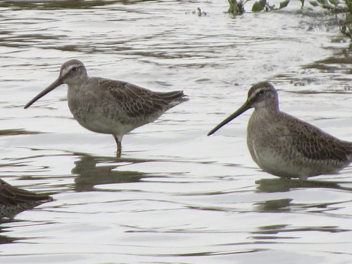 Long-billed Dowitcher - ML272960771