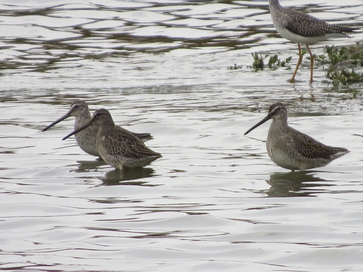Long-billed Dowitcher - ML272960791