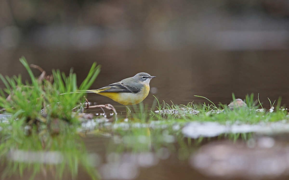 Gray Wagtail - ML272961001