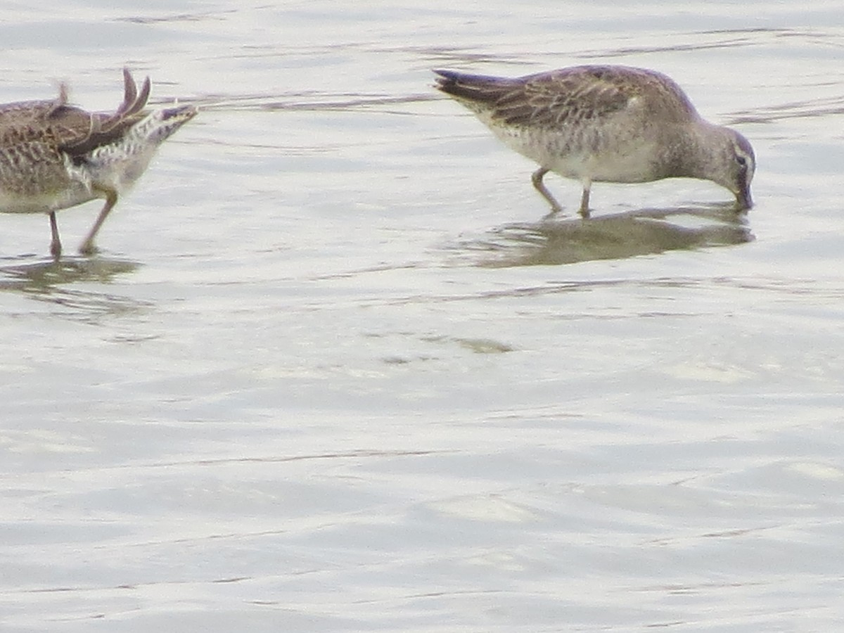 Long-billed Dowitcher - ML272961051