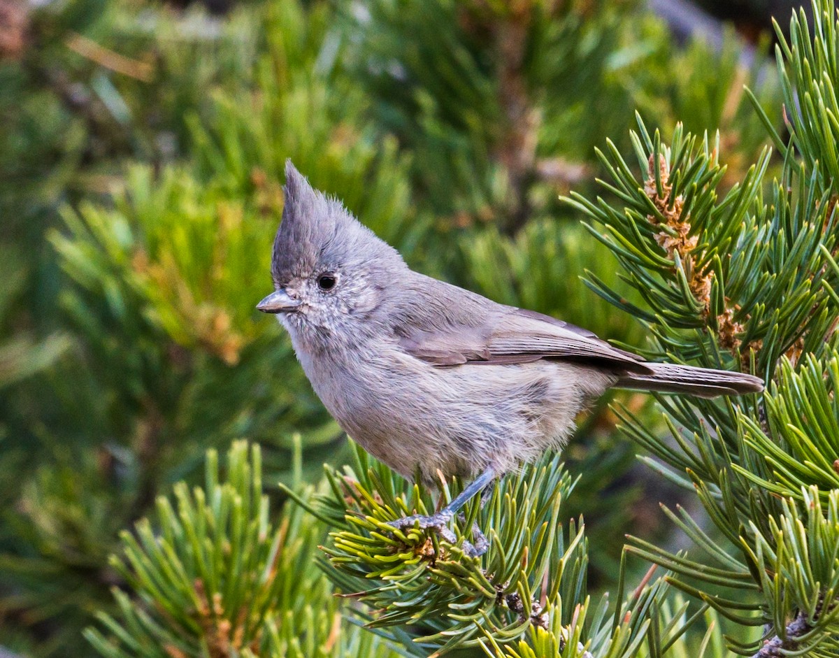 Juniper Titmouse - ML272961261