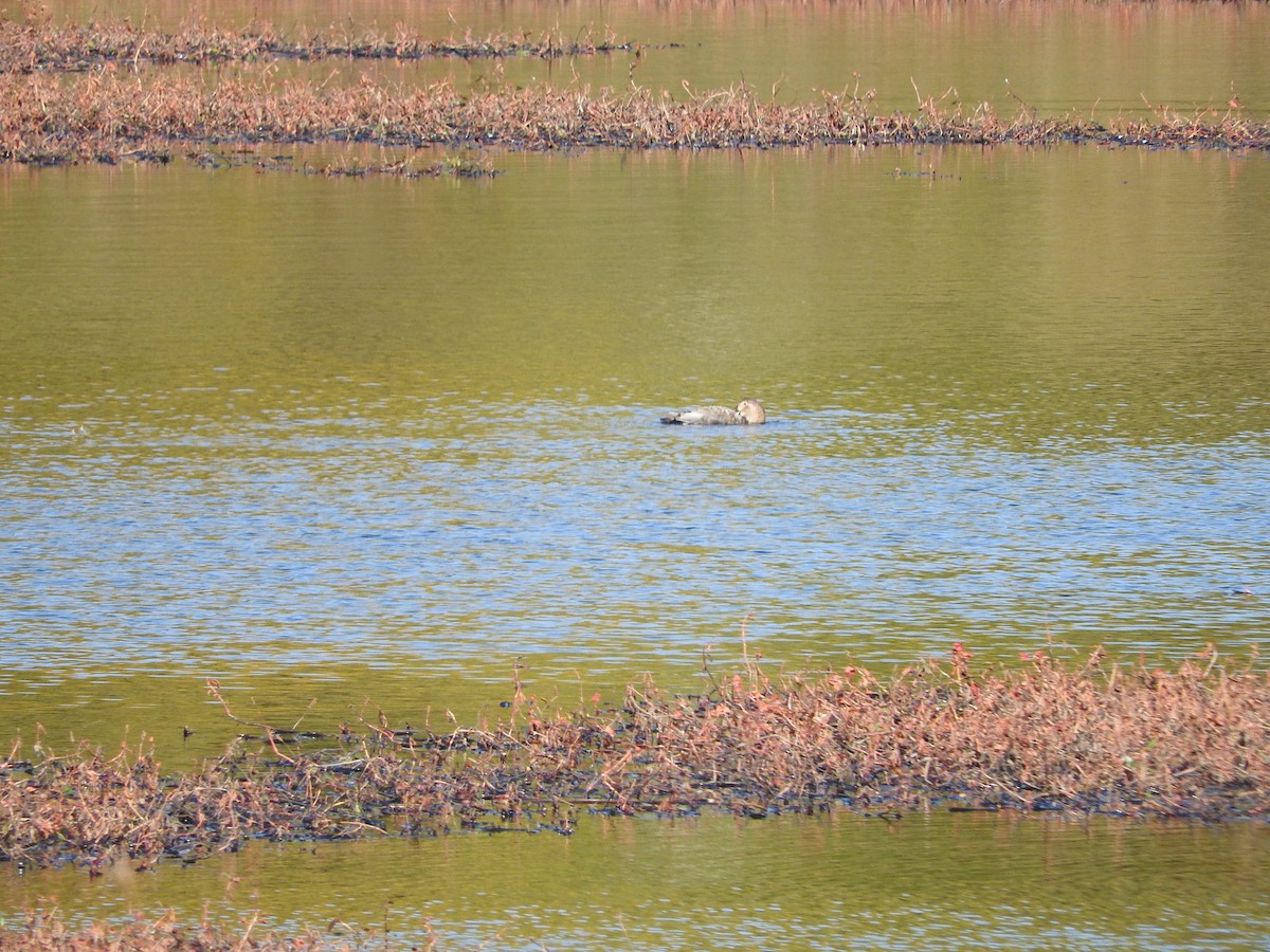 Common Pochard - ML272961581