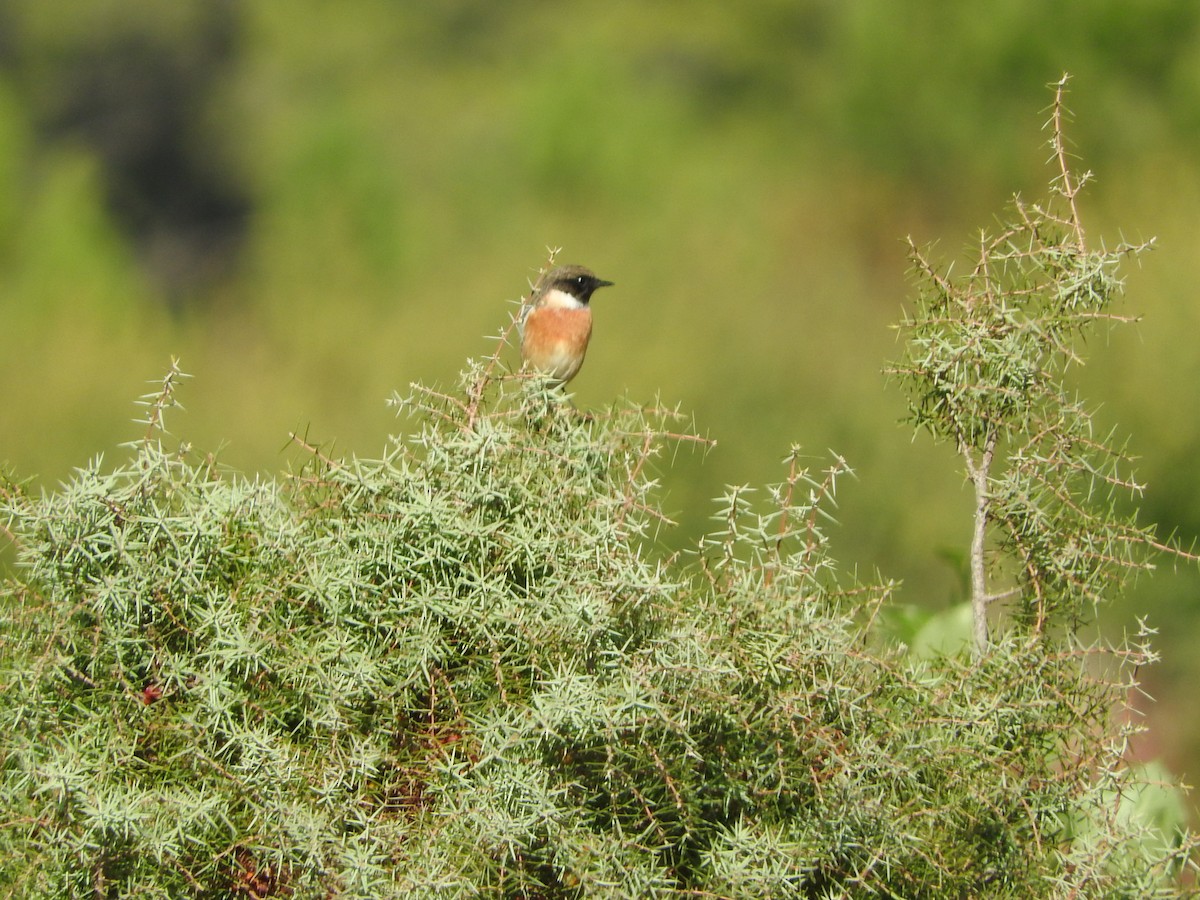 European Stonechat - Virgilio Beltrán