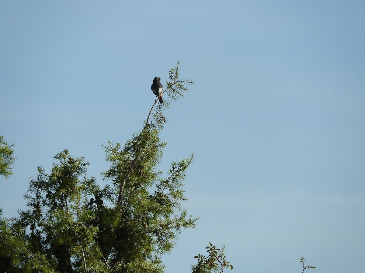 Black Redstart - ML272962921