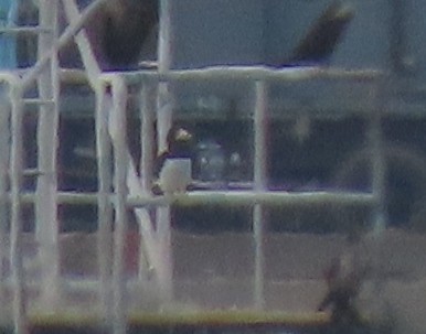 Brown Booby - ML272963031