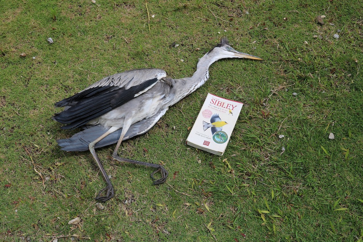 Gray Heron - ML272964861