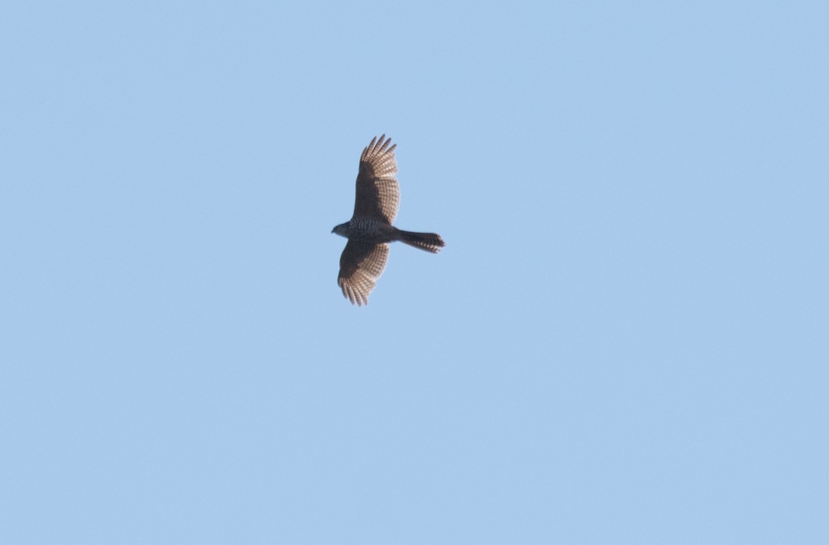 Brown Goshawk - John Daniels