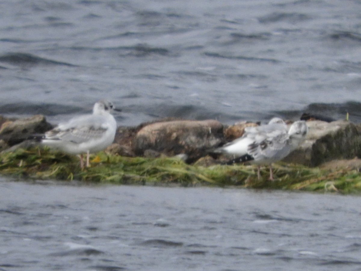 Bonaparte's Gull - ML272968601