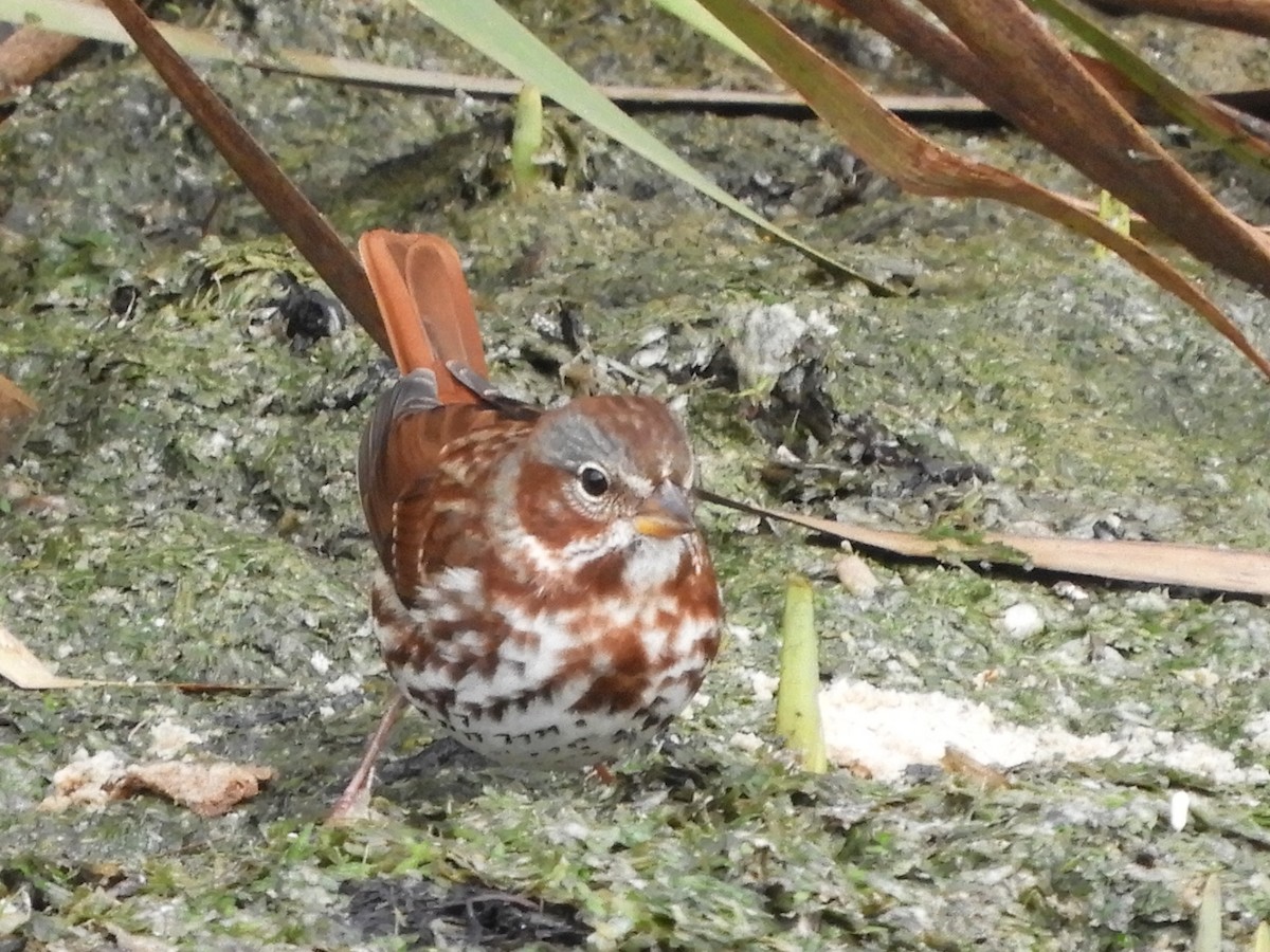 Fox Sparrow - ML272968751