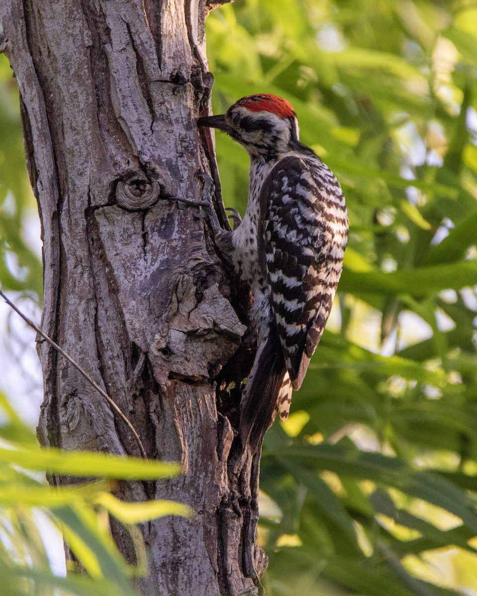 Ladder-backed Woodpecker - ML272970181