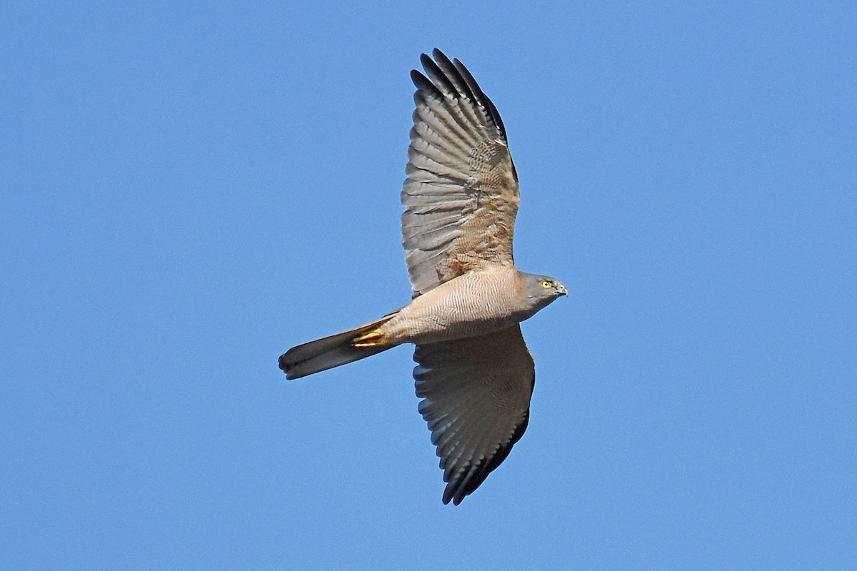 Brown Goshawk - ML27297091