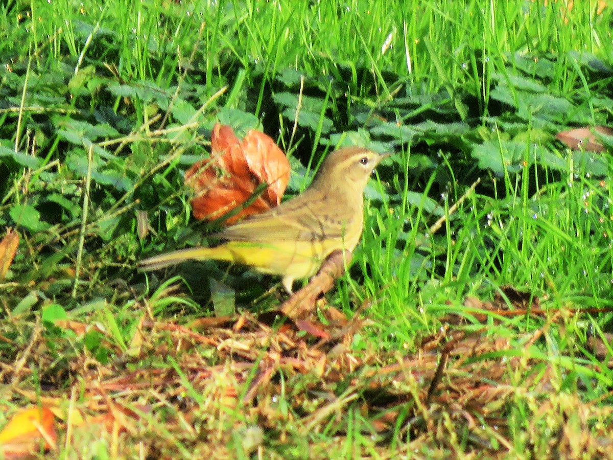 Palm Warbler - ML272971891