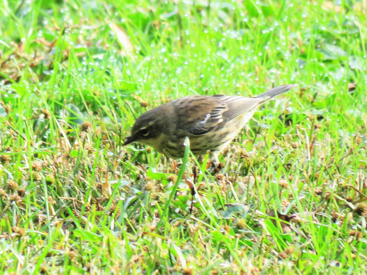 Yellow-rumped Warbler - ML272971961