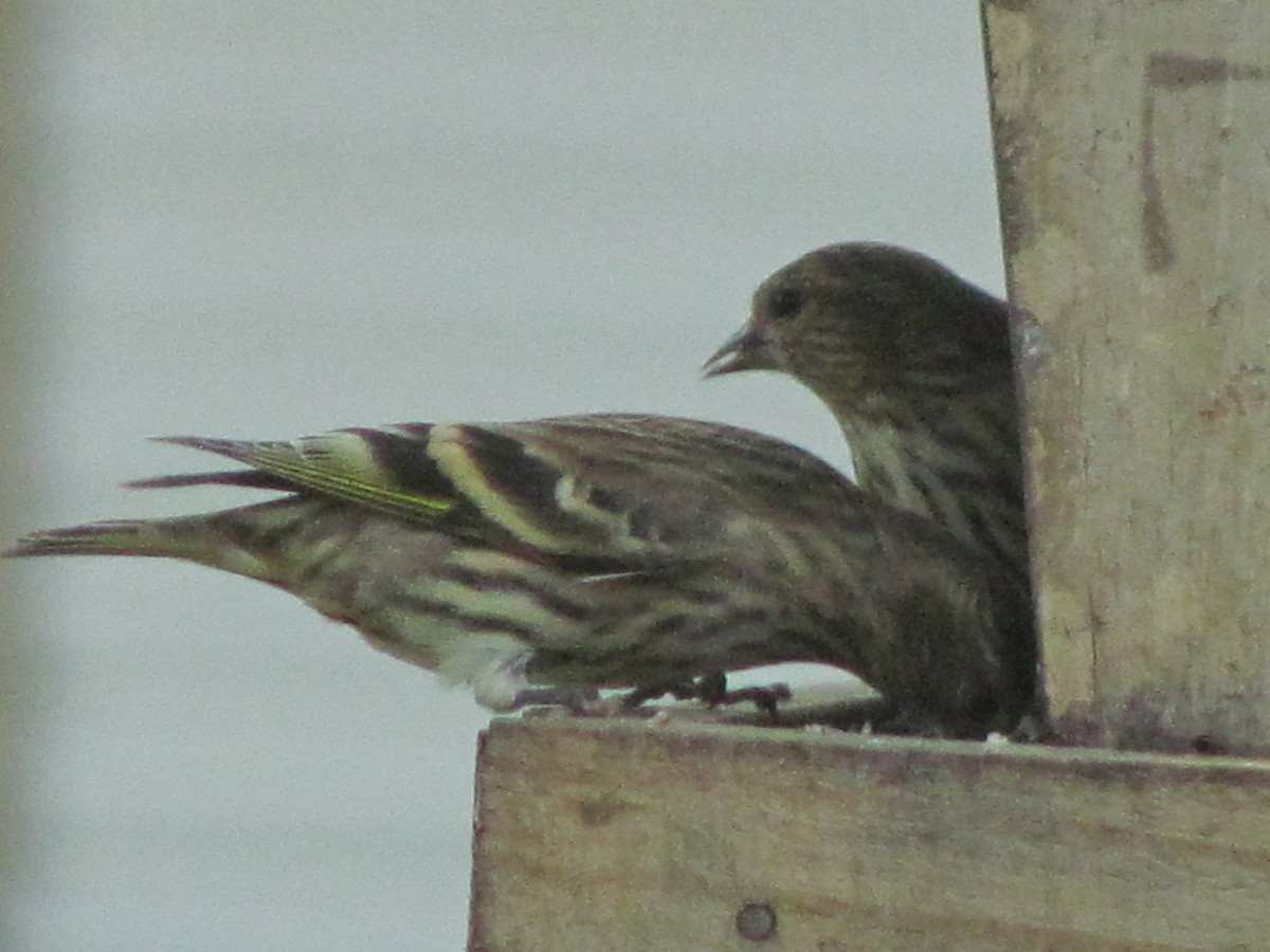 Pine Siskin - ML272972491