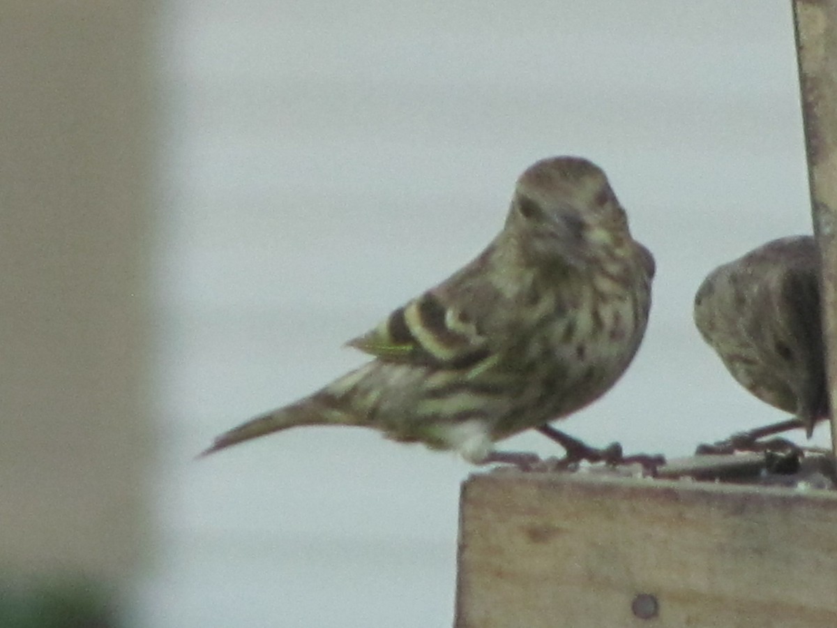 Pine Siskin - ML272972781