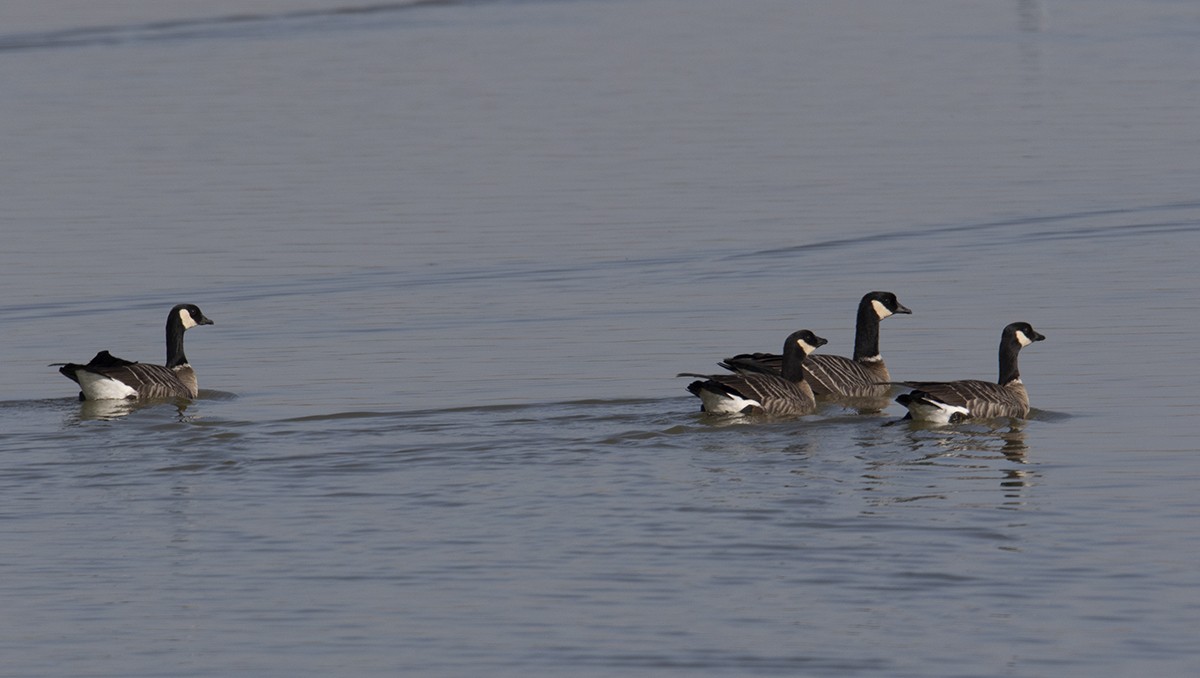 Cackling Goose (Aleutian) - ML272973051