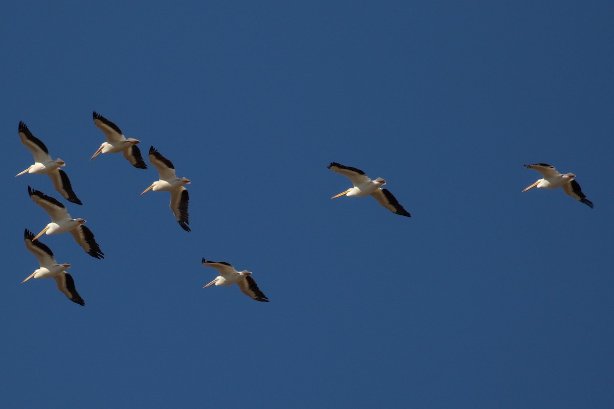 American White Pelican - ML272973791