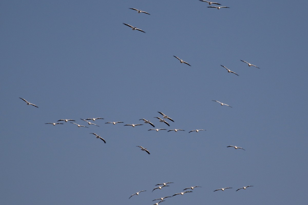 American White Pelican - Bill Lupardus