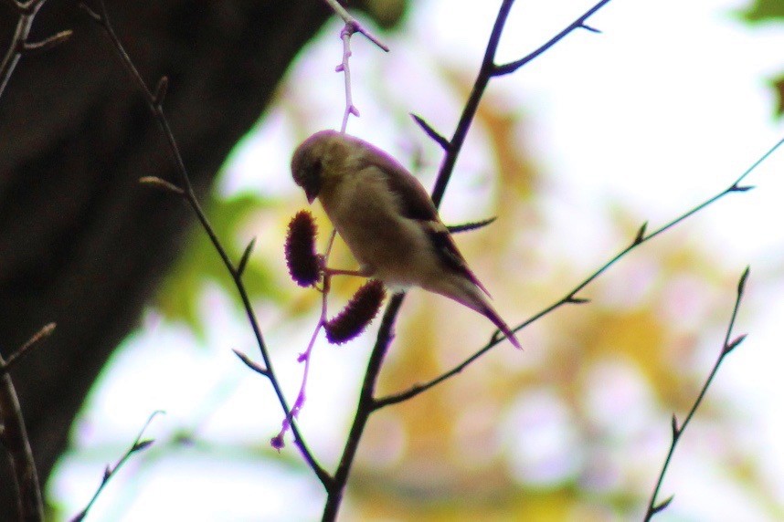 gulstillits - ML272974641