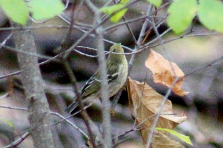 svarthetteparula - ML272974731