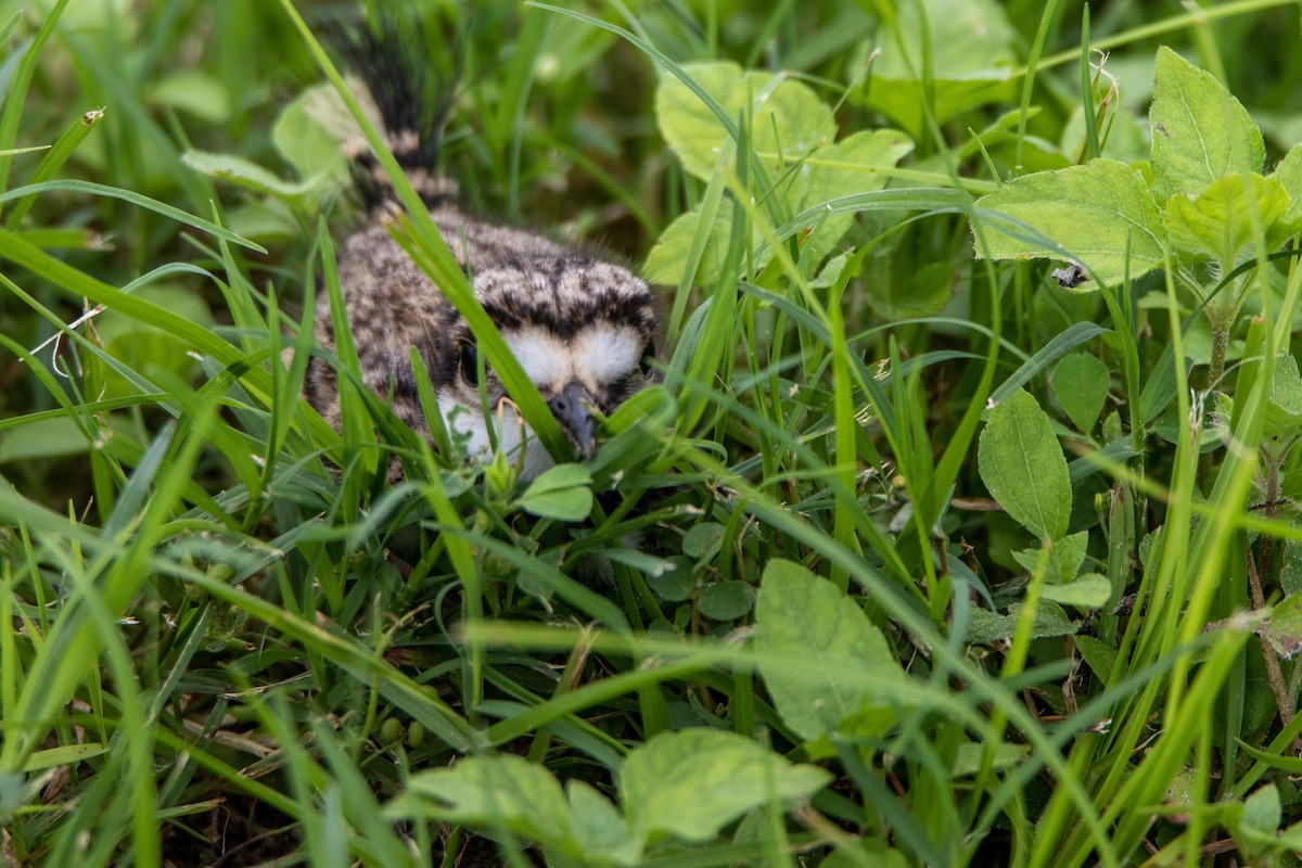 Killdeer - ML272974921