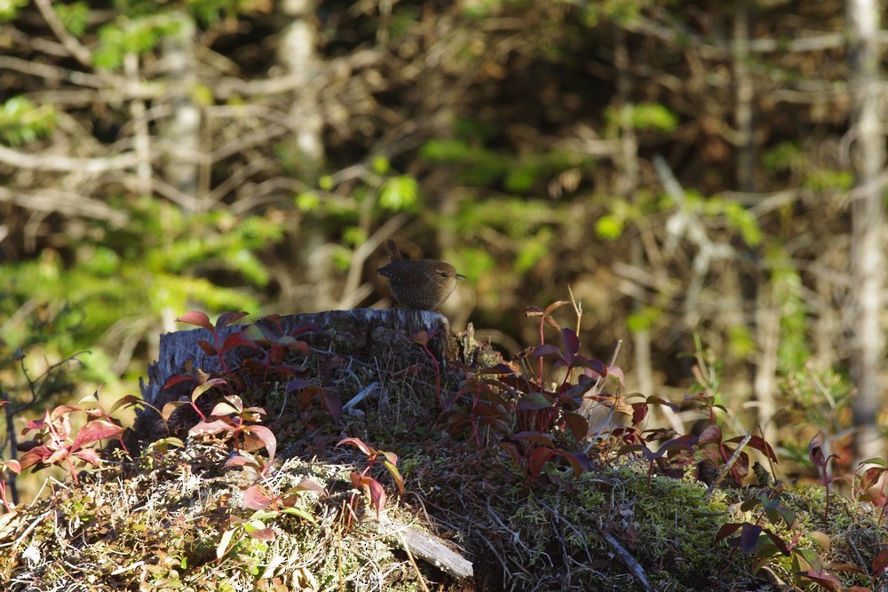 Winter Wren - ML272977121