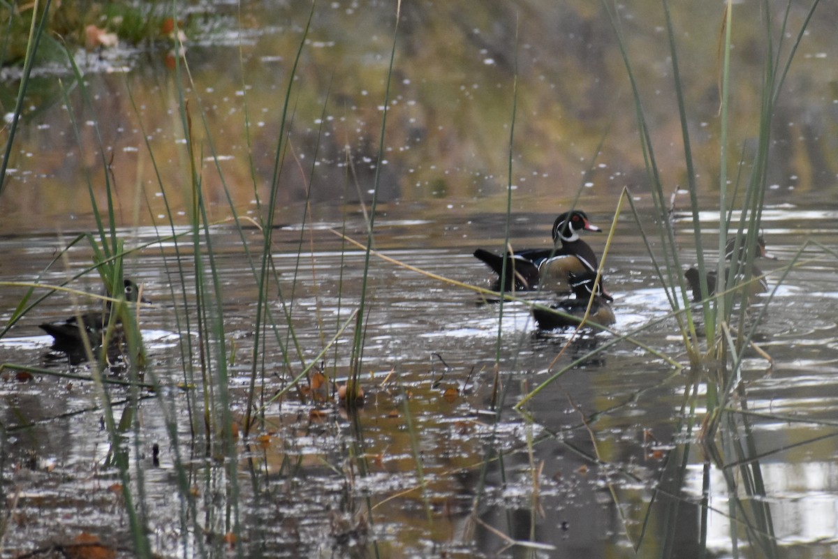 Wood Duck - ML272978191