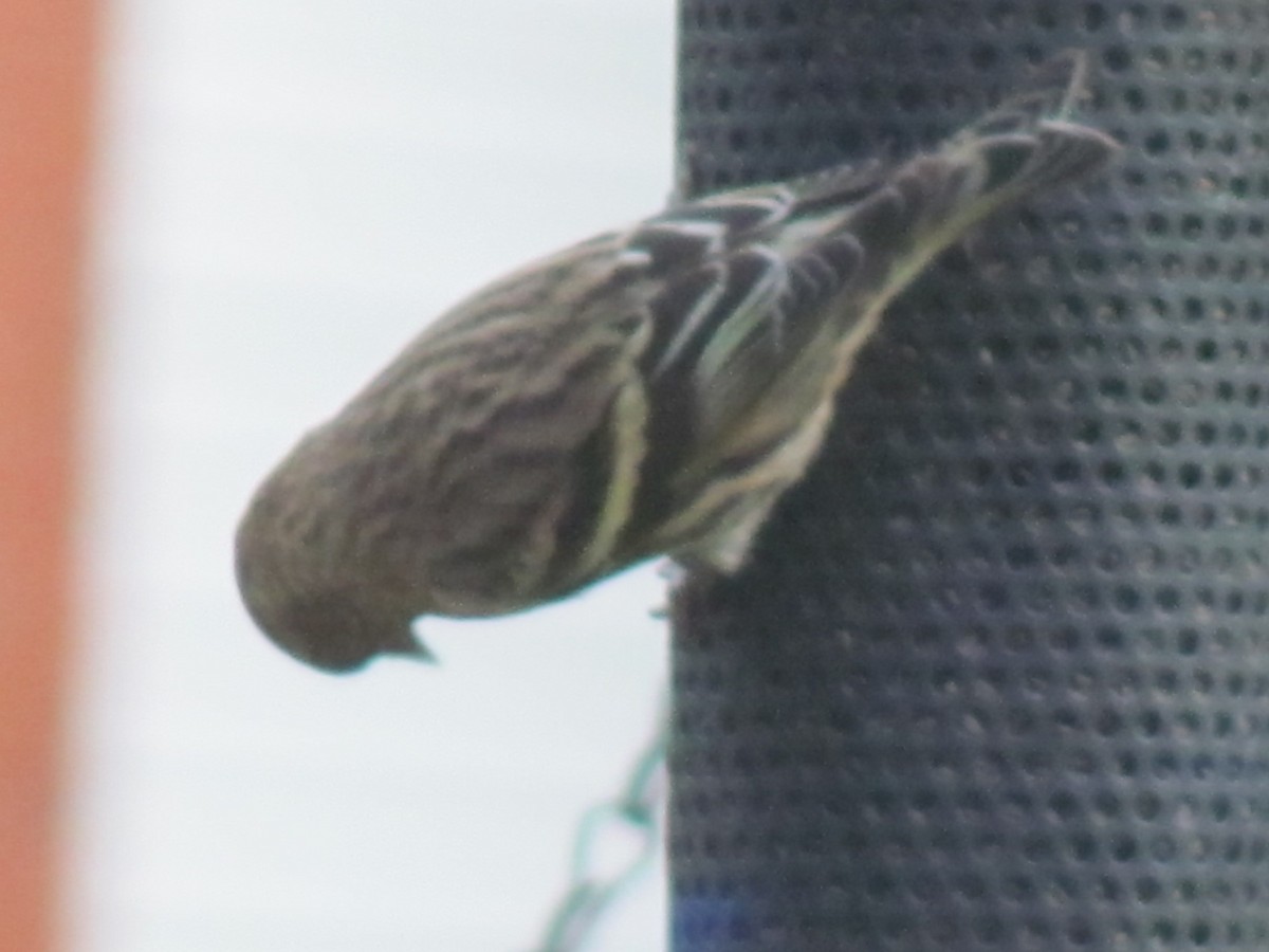 Pine Siskin - ML272978361