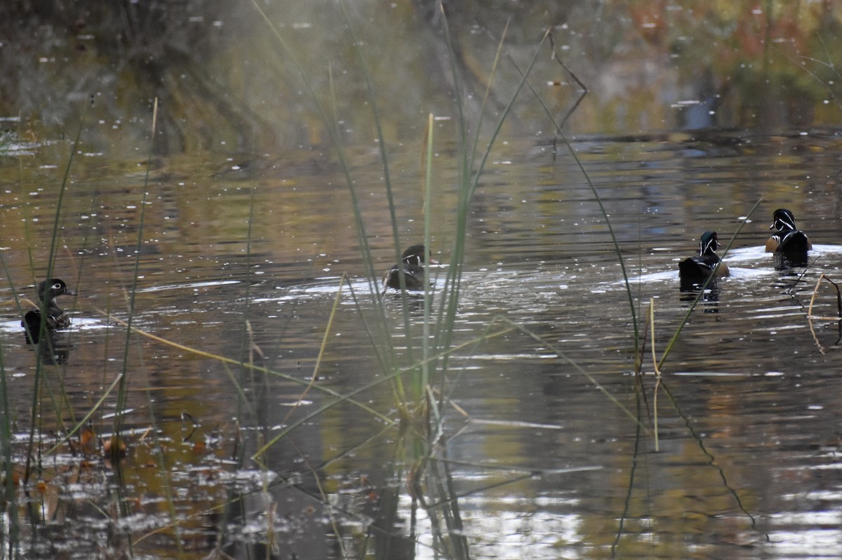 Wood Duck - ML272978371