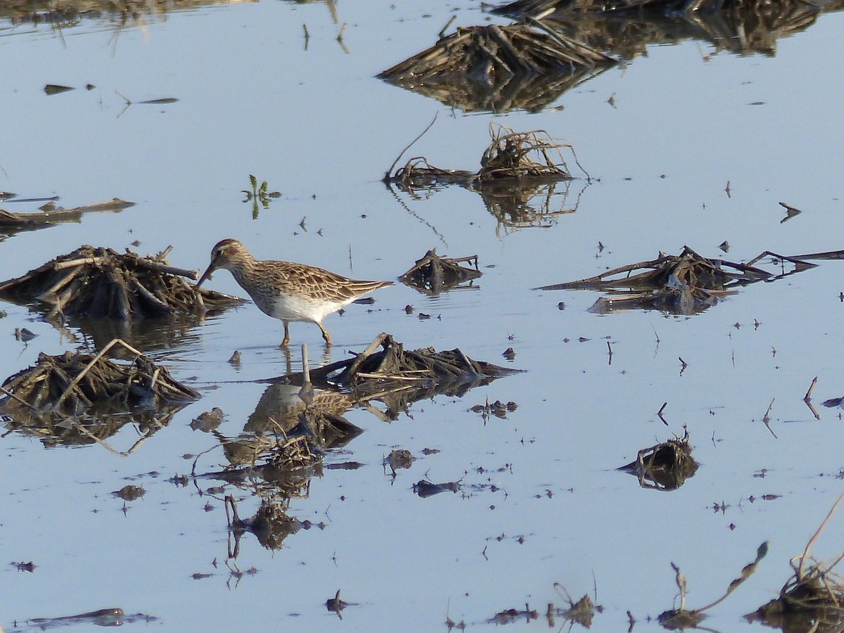 Pectoral Sandpiper - Leslie Sours