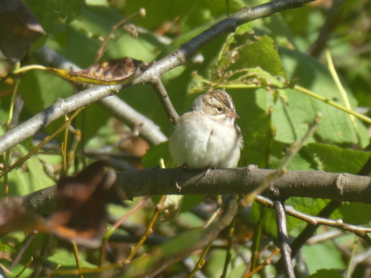 Clay-colored Sparrow - ML272980851