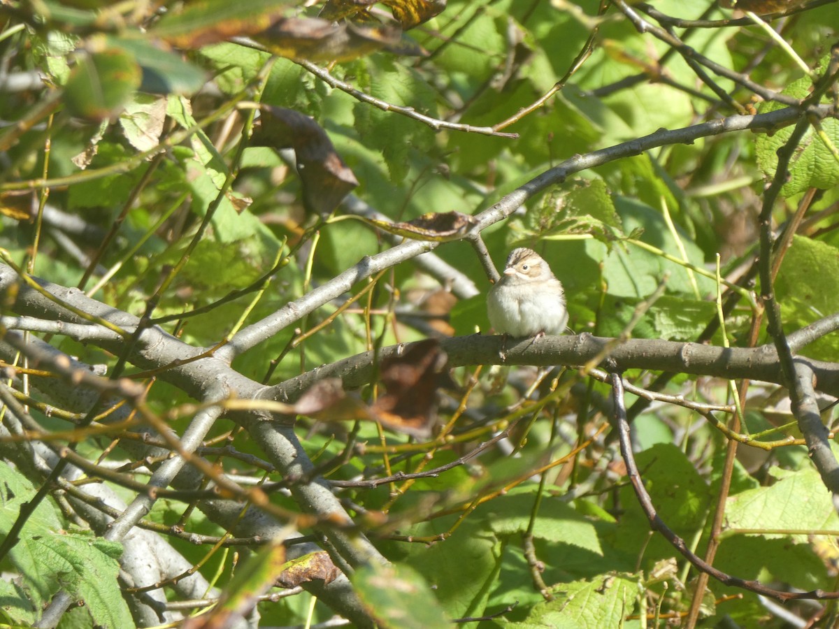 Clay-colored Sparrow - ML272980931