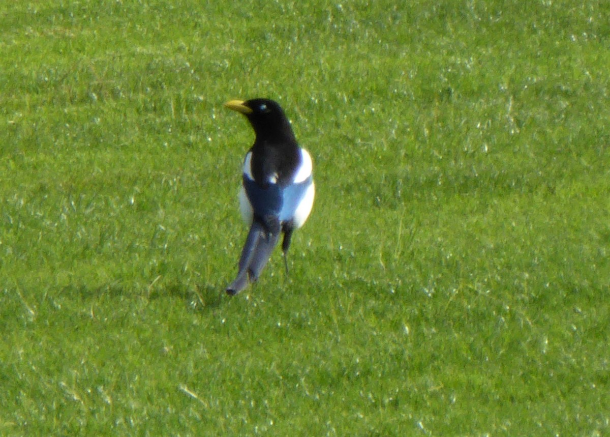 Yellow-billed Magpie - ML272980941