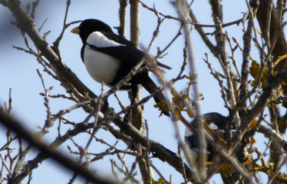 Yellow-billed Magpie - ML272981351