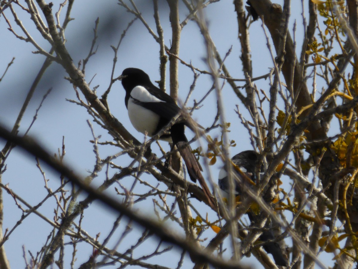 Yellow-billed Magpie - ML272981521