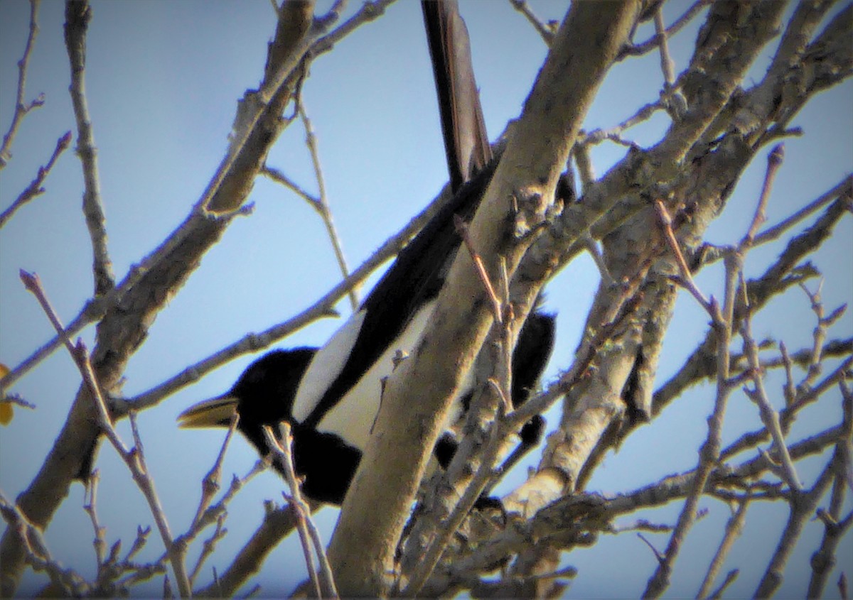 Yellow-billed Magpie - ML272982351